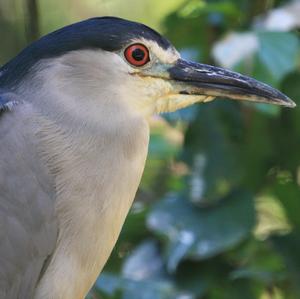 Black-crowned Night-heron