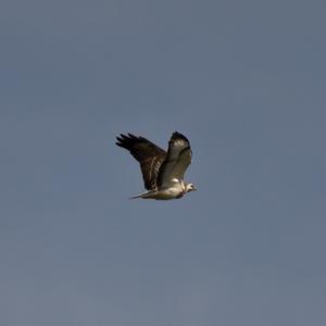 Common Buzzard