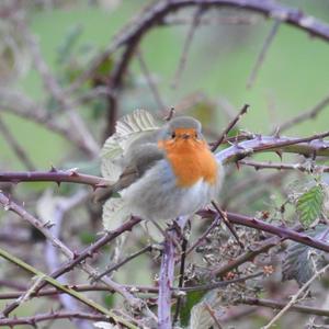 European Robin