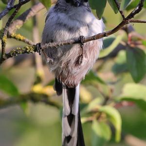 Long-tailed Tit