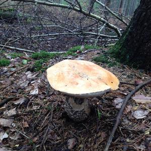 Orange Birch Bolete