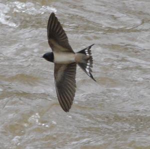 Barn Swallow