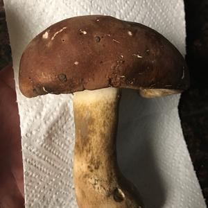 Bitter Bolete