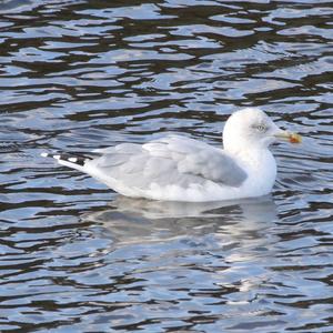 Herring Gull