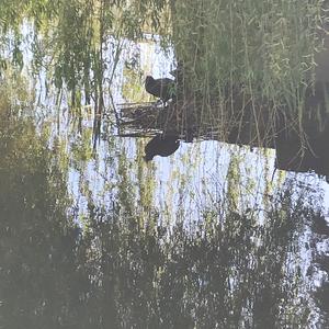 Common Coot