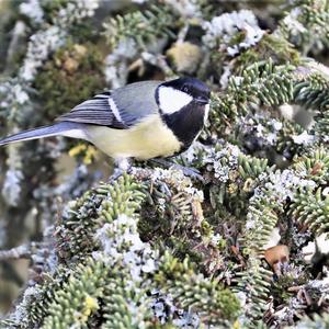 Great Tit