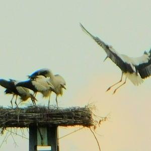 White Stork