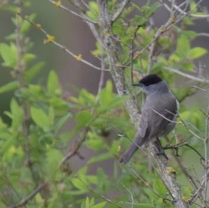 Blackcap