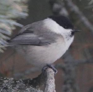 Willow Tit