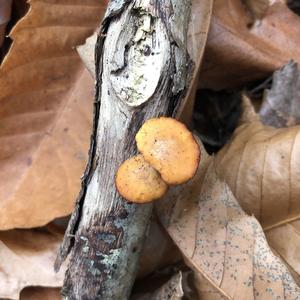 Elegant Polypore