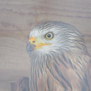 Red Kite