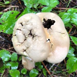 Pestle-shaped Puffball