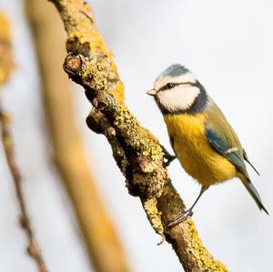 Blue Tit