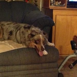 Australian Shepherd