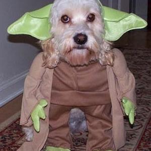 Unknown Breed