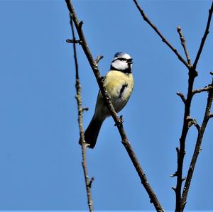 Blue Tit