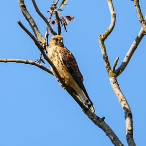 Common Kestrel