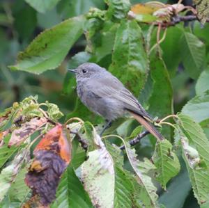 Black Redstart