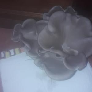 Unbekannte Art