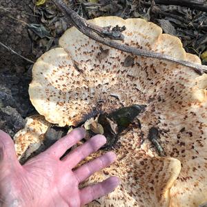 Dryad`s Saddle