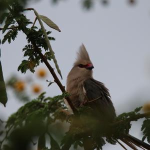 Blue-naped Mousebird