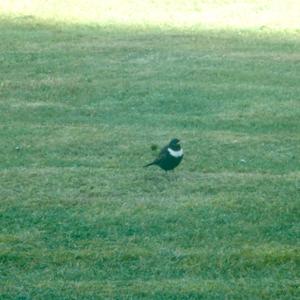 Ring Ouzel