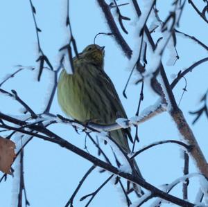 Yellowhammer