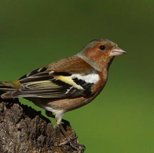 Eurasian Chaffinch