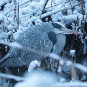 Grey Heron