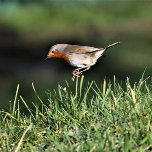 European Robin