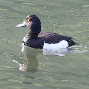 Tufted Duck