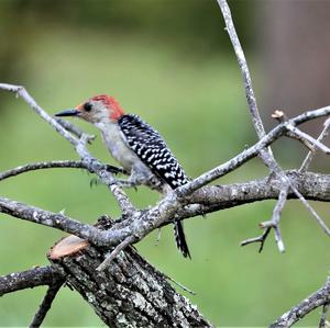 Red-bellied Woodpecker