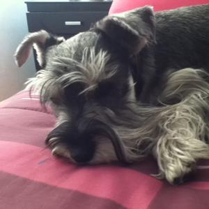 Miniature Schnauzer