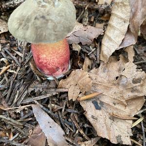 Scarlet-stemmed Bolete