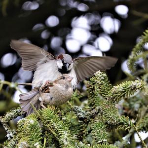 House Sparrow