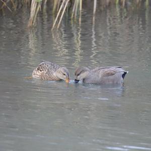 Gadwall