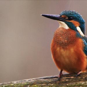 Common Kingfisher