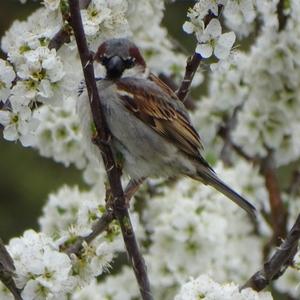 House Sparrow