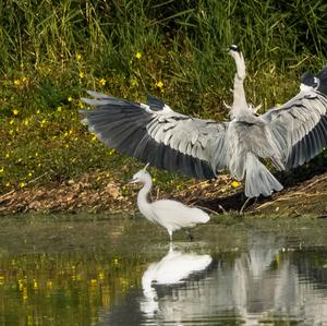 Grey Heron