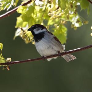 House Sparrow