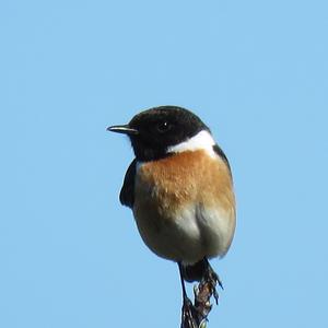 European stonechat