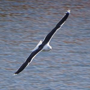 Great Black-backed Gull