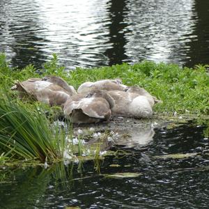 Mute Swan