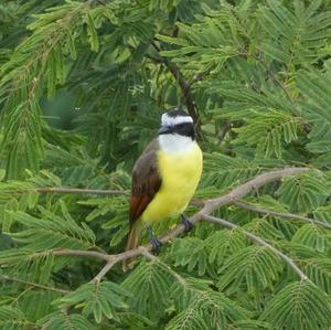 Great Kiskadee