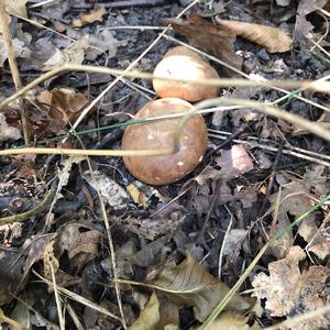 Stump Puffball