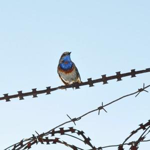 Bluethroat