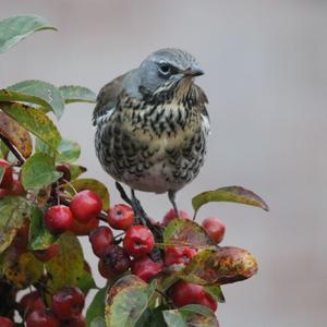 Fieldfare