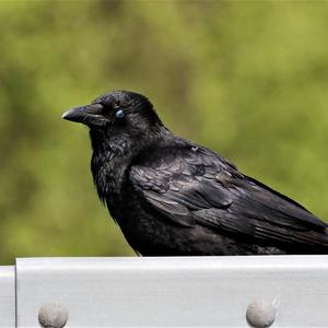 Aaskrähe