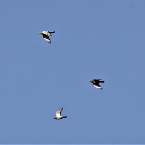 Stock Dove