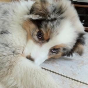 Australian Shepherd